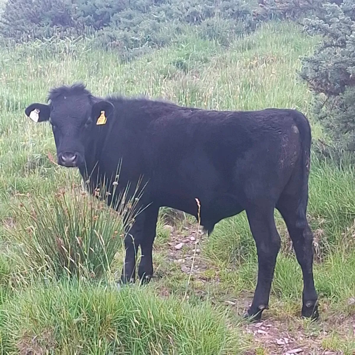 Organic Bullocks - Image 3