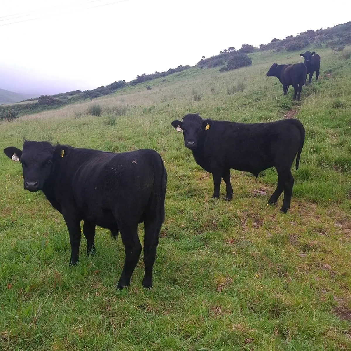 Organic Bullocks - Image 4