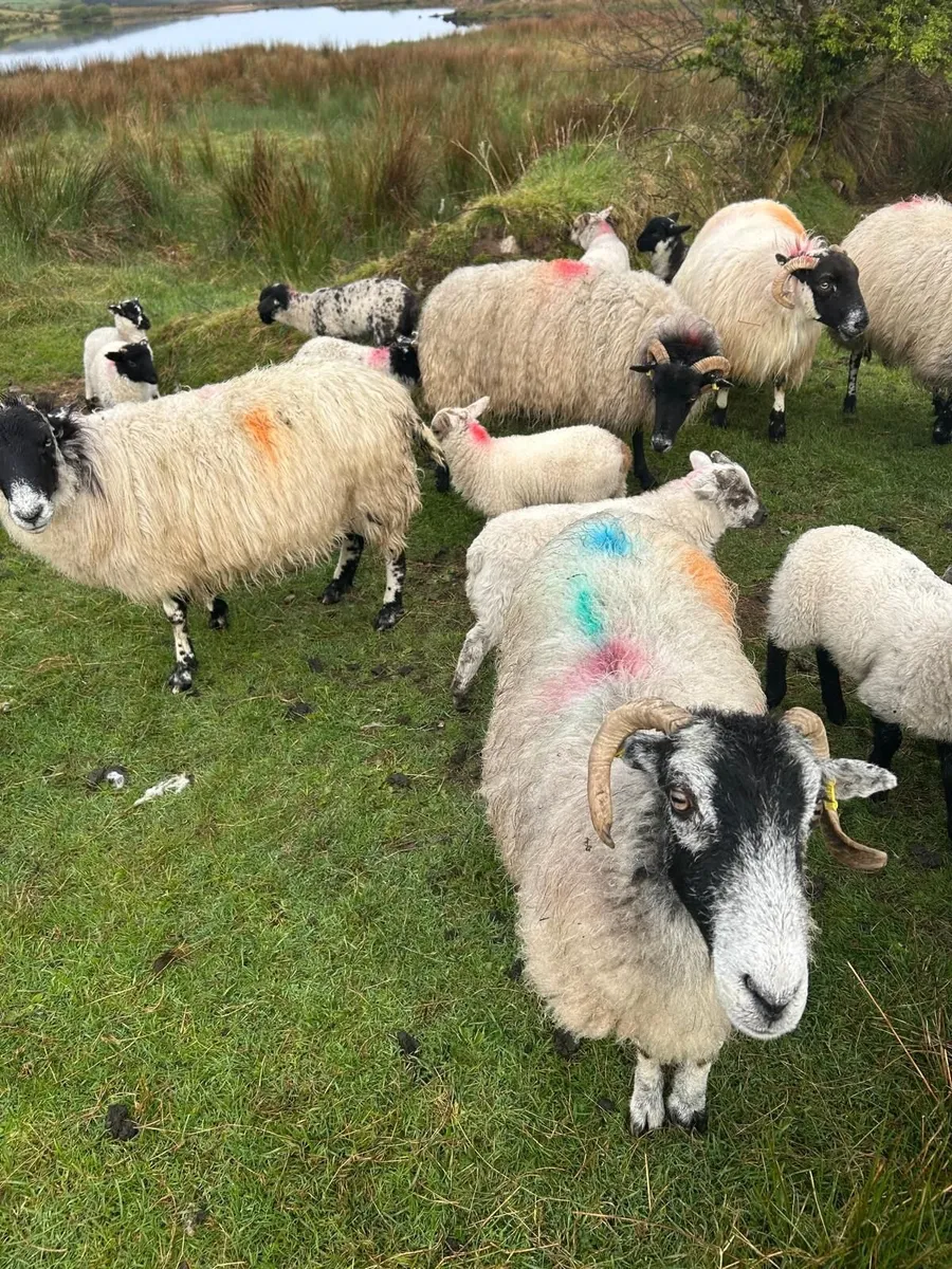 Sheep - Image 1