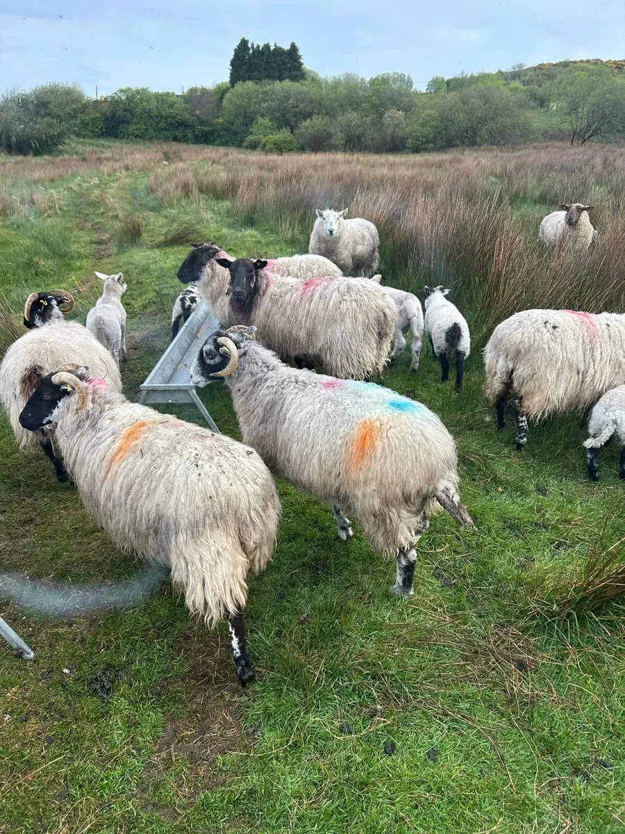 Sheep - Image 2