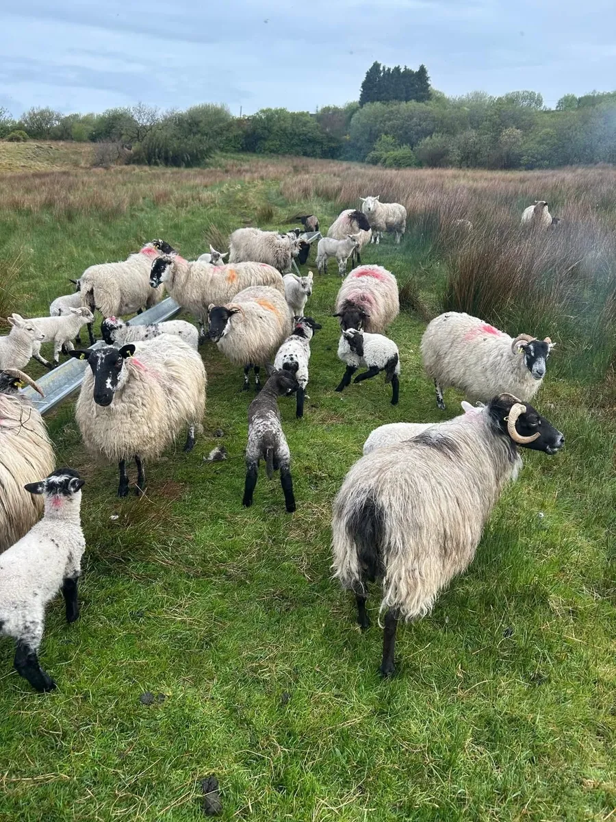 Sheep - Image 3
