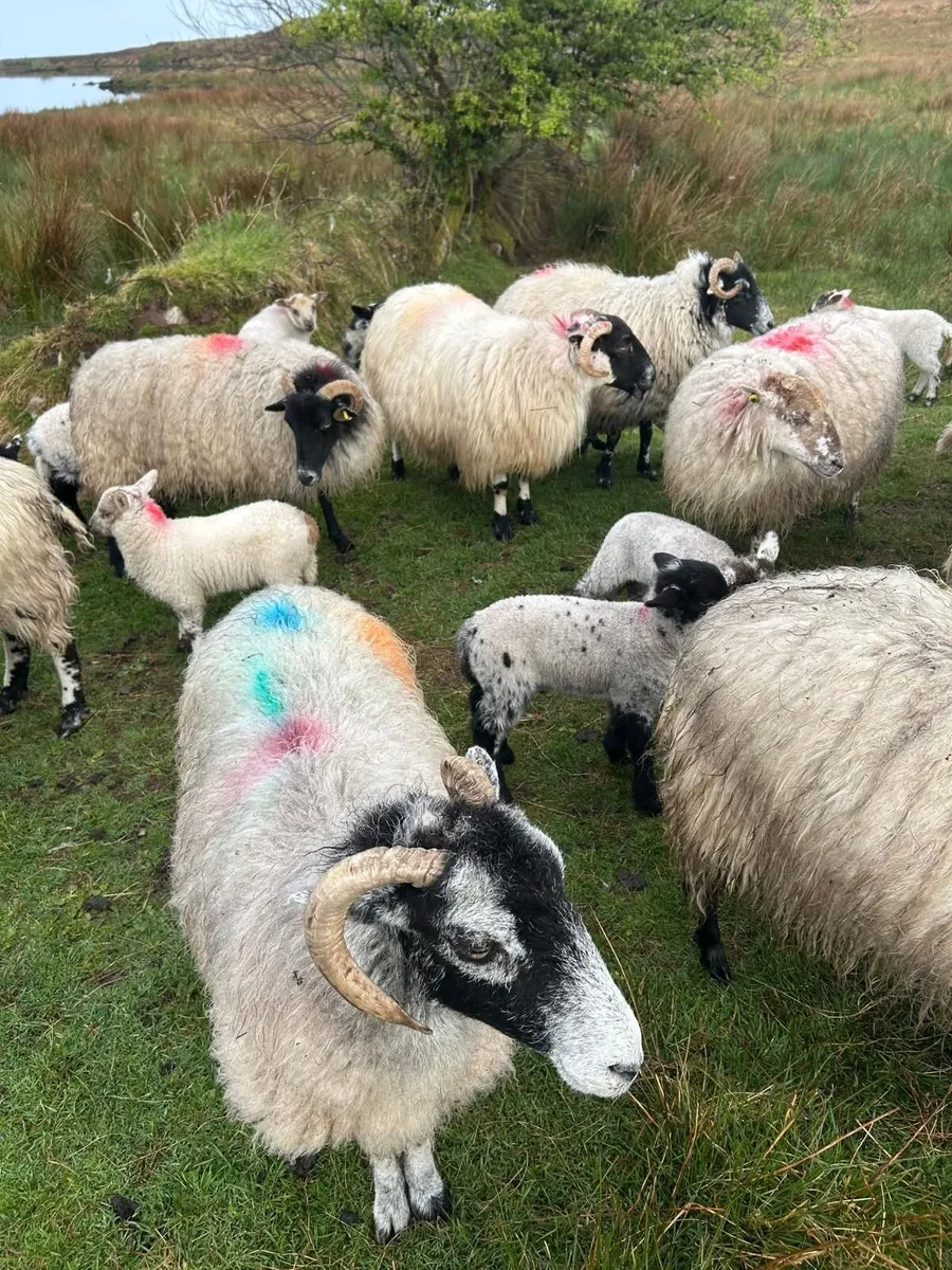 Sheep - Image 4