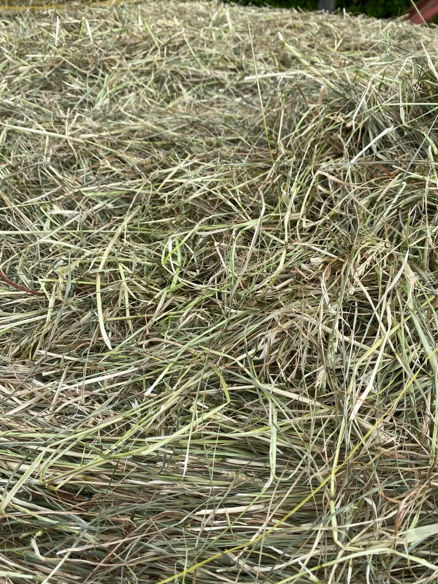Haylage - Image 2