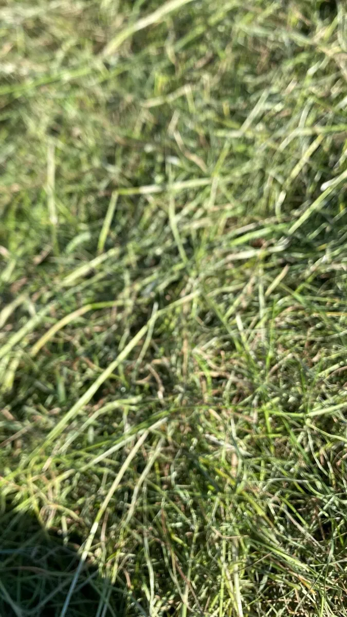 Haylage - Image 1