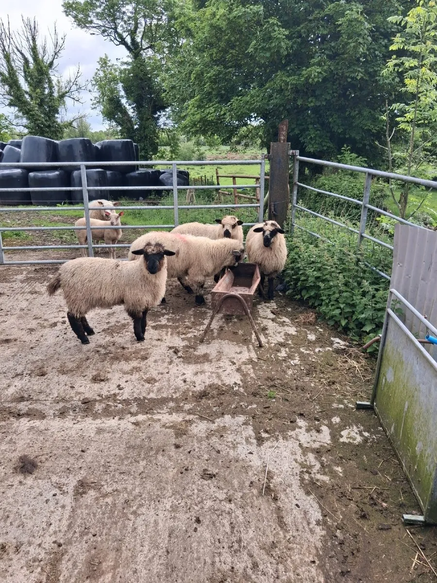 Valais black nose sheep - Image 1