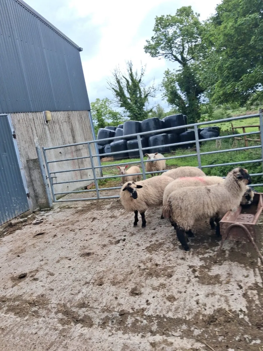 Valais black nose sheep - Image 2