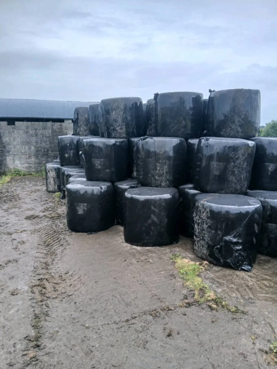 Hay and silage - Image 2