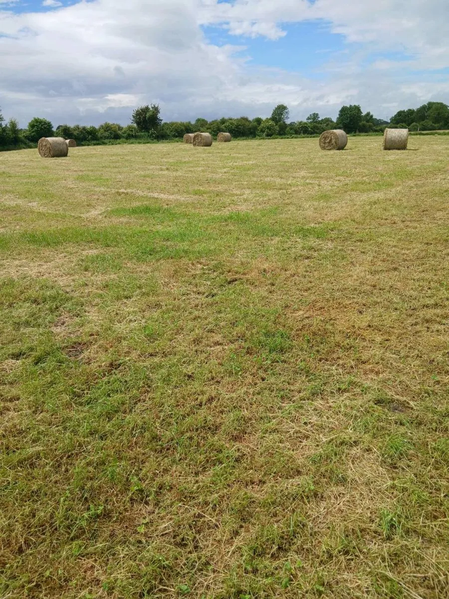Hay and silage - Image 3