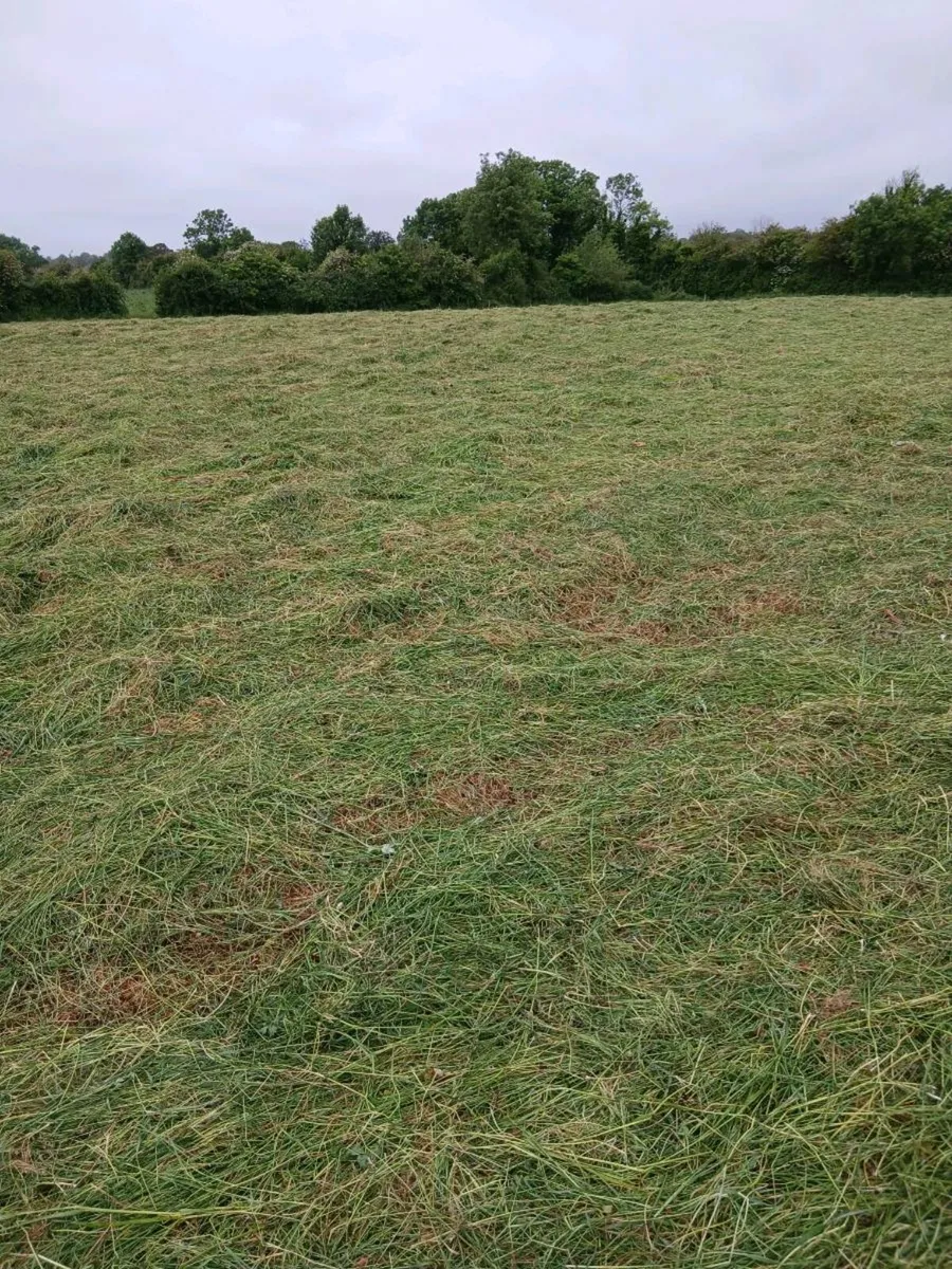 Hay and silage - Image 4