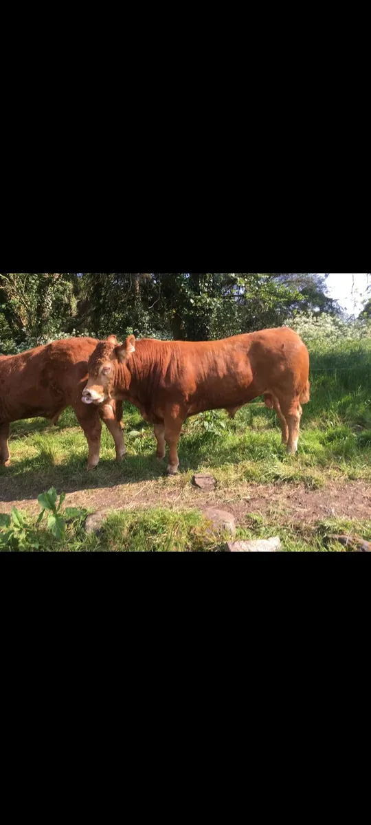 Pedigree Limousin Bulls - Image 1