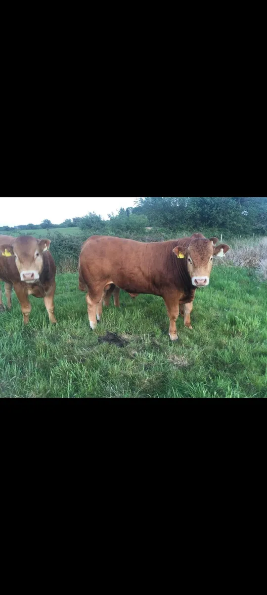 Pedigree Limousin Bulls - Image 2