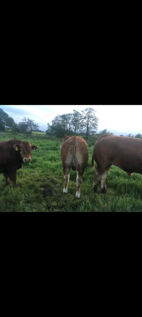 Pedigree Limousin Bulls - Image 3