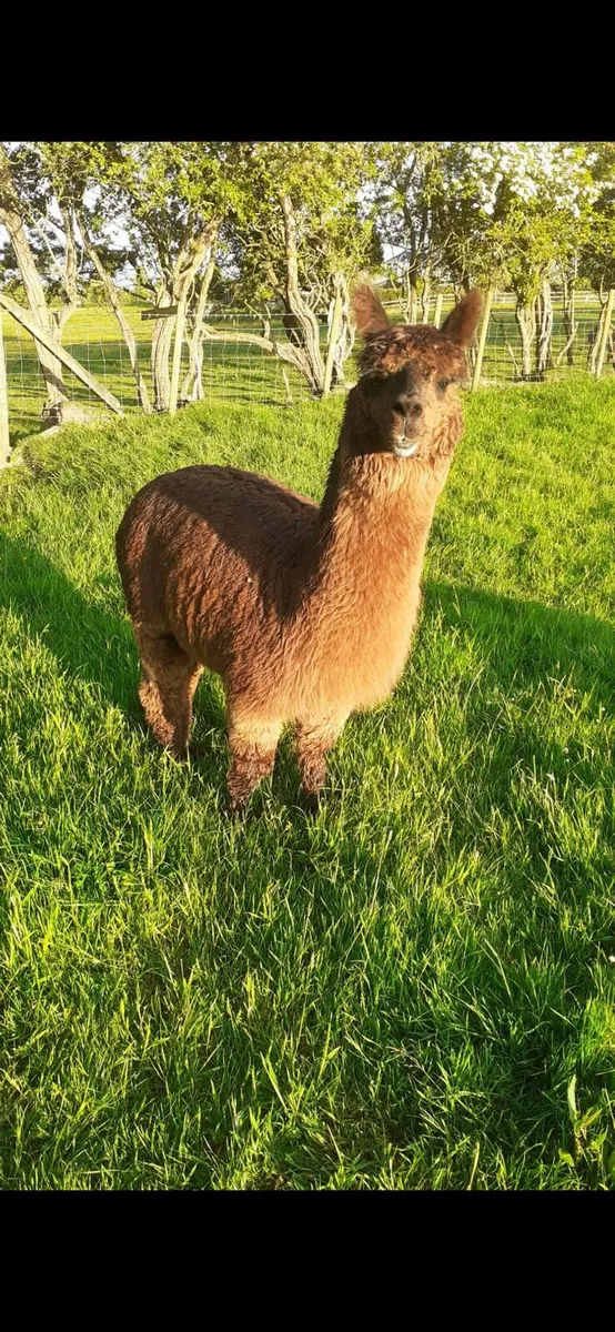 Alpaca
