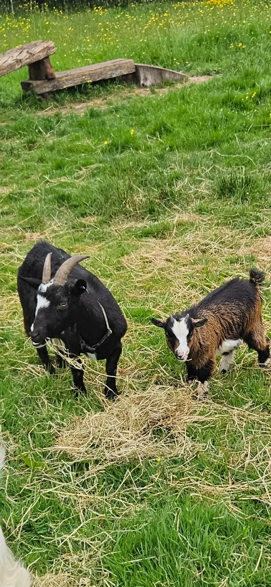 Pygmy Goats - Image 1