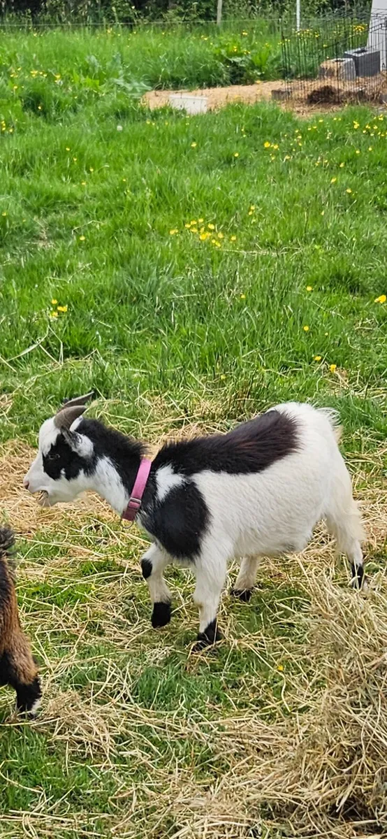 Pygmy Goats - Image 2