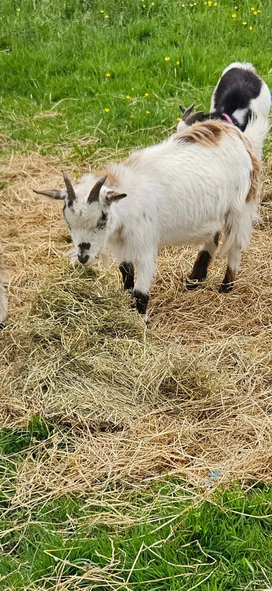 Pygmy Goats - Image 3