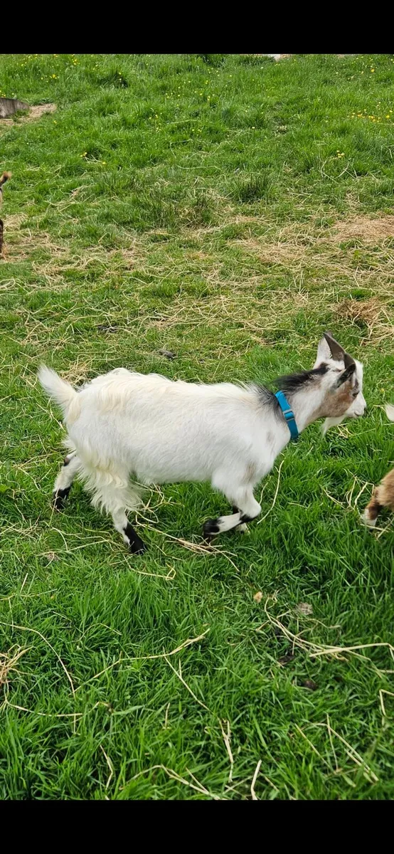 Pygmy Goats - Image 4