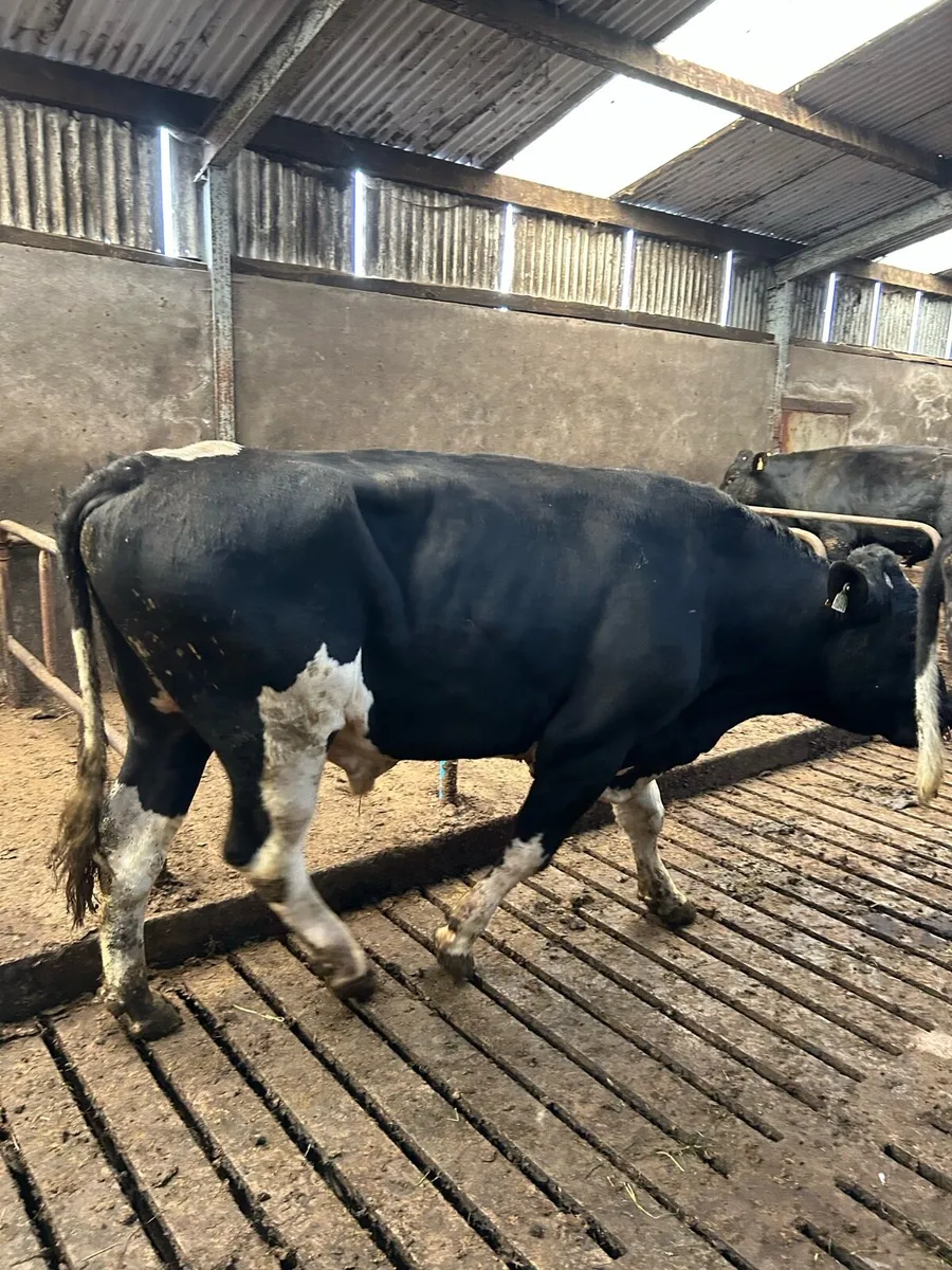 High EBI FR Bull - Image 1
