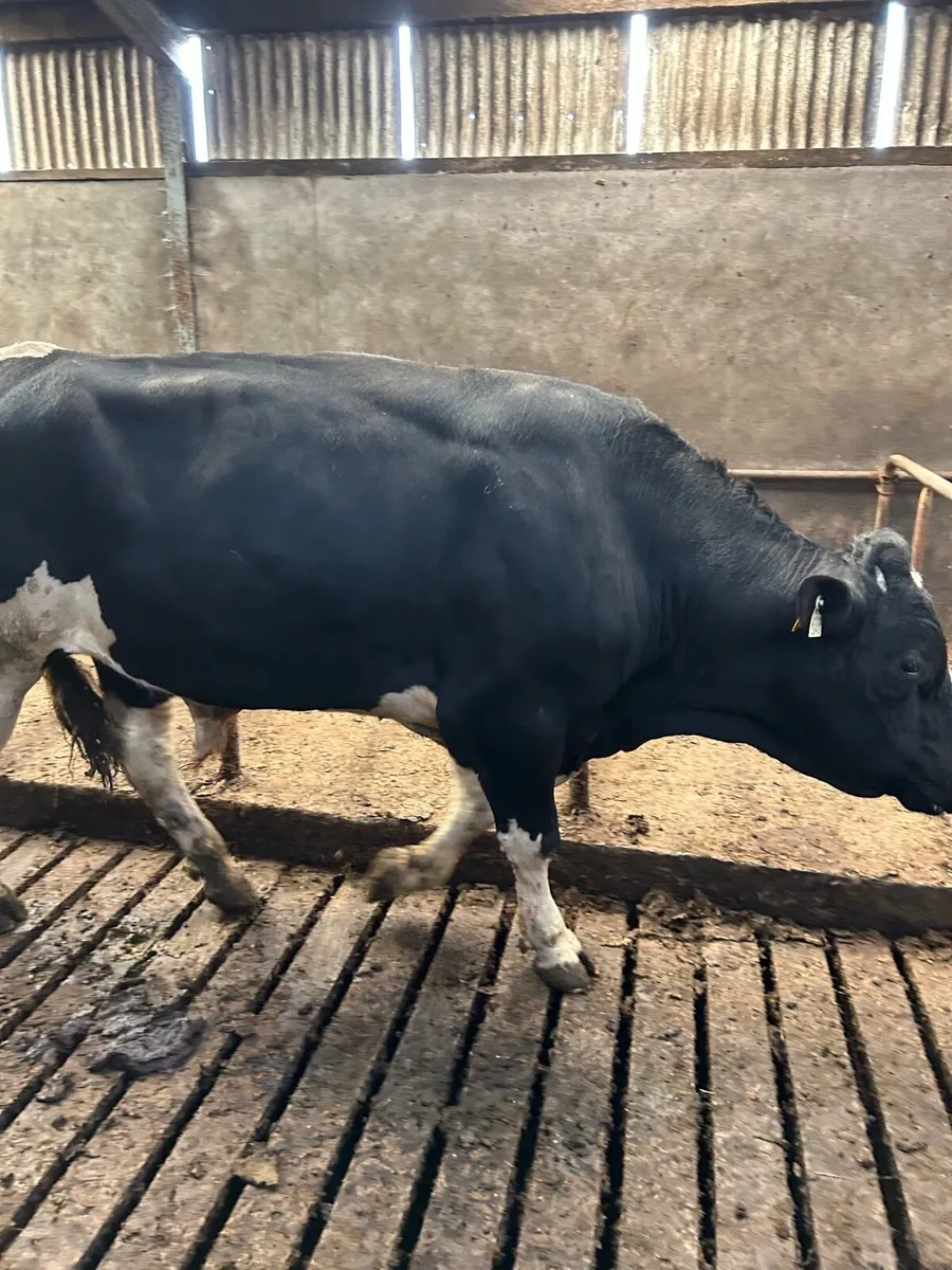 High EBI FR Bull - Image 3