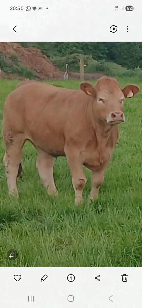 Heifers Charolais/limousin Heifers 9 left - Image 2