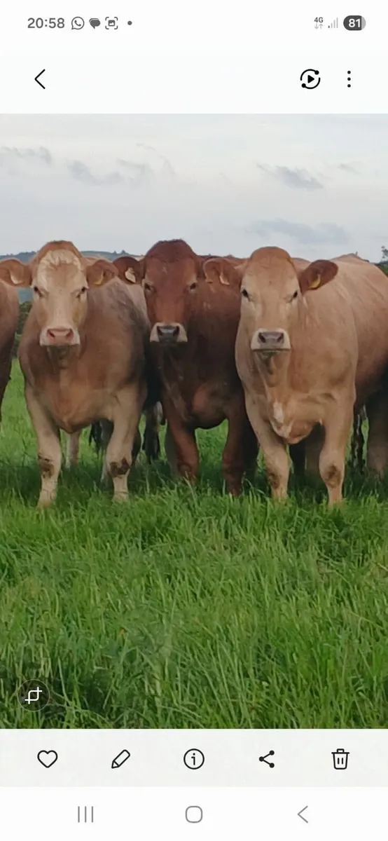 Heifers Charolais/limousin Heifers 9 left - Image 3