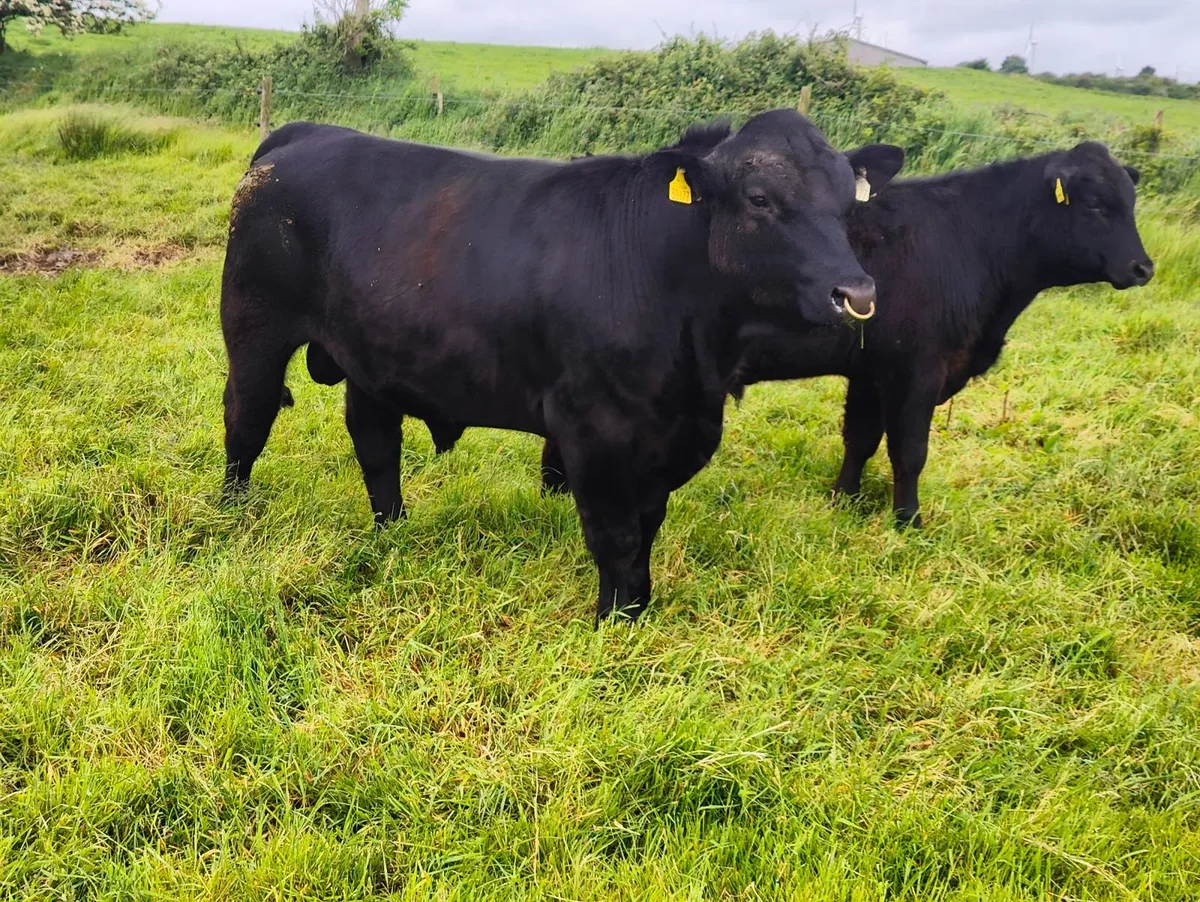 Pedigree Angus Bull - Image 1