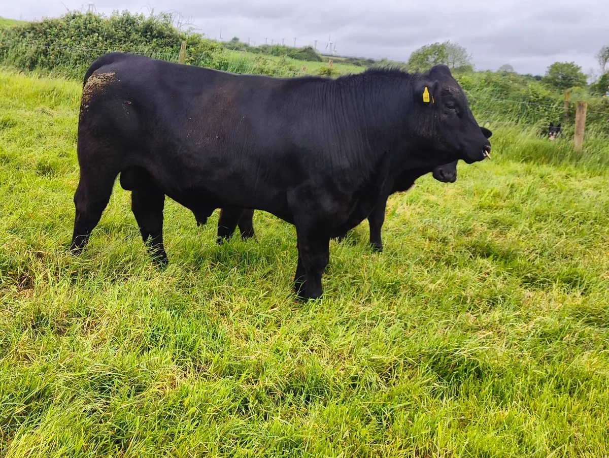 Pedigree Angus Bull - Image 2
