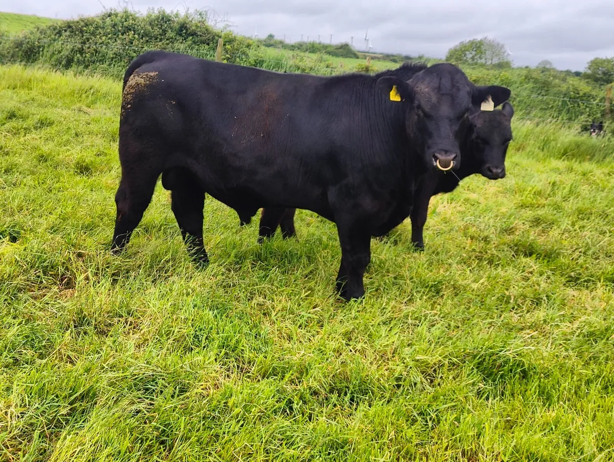 Pedigree Angus Bull - Image 3