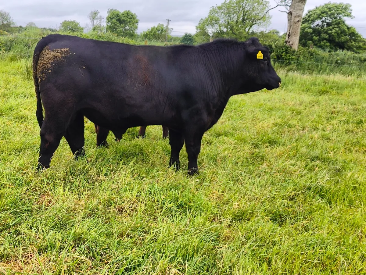 Pedigree Angus Bull - Image 4