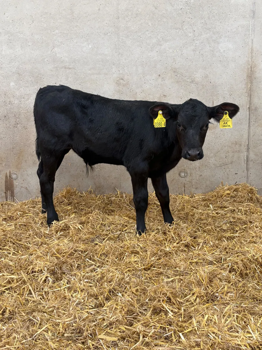 2 Angus Bull Calves - Image 2