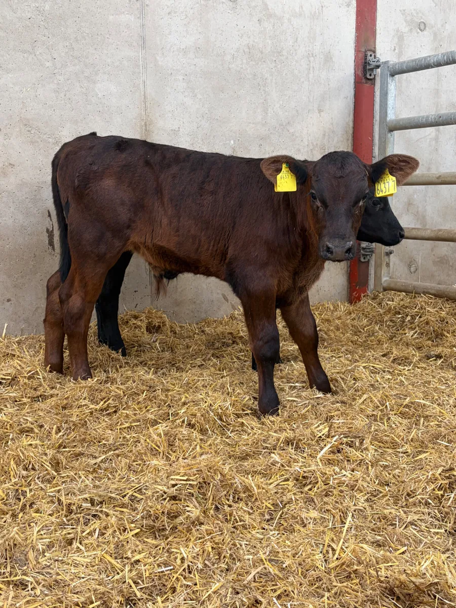 2 Angus Bull Calves - Image 1