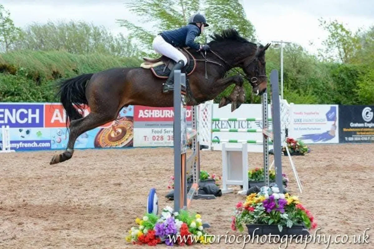 FANTASTIC SCHOOLMASTER GELDING - Image 1