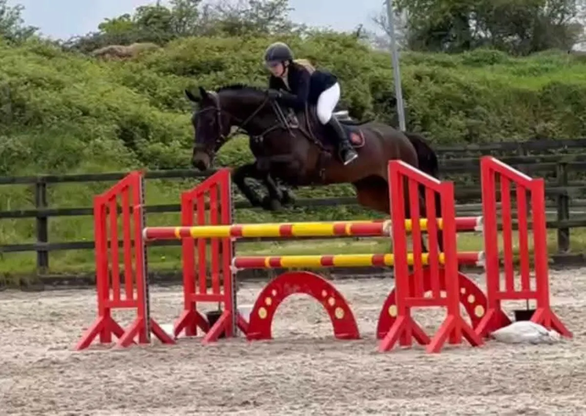 FANTASTIC SCHOOLMASTER GELDING - Image 2