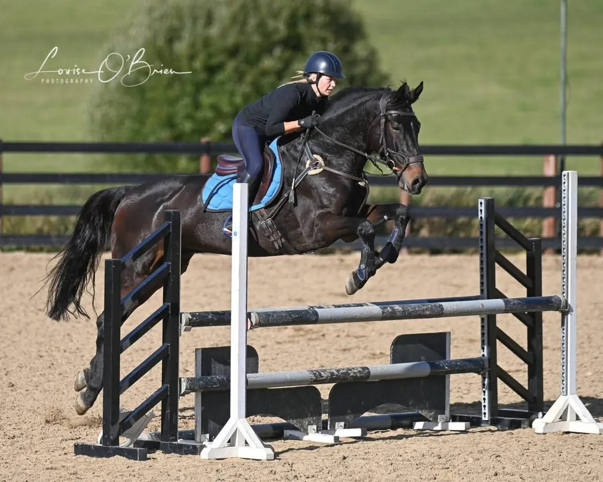 FANTASTIC SCHOOLMASTER GELDING - Image 4