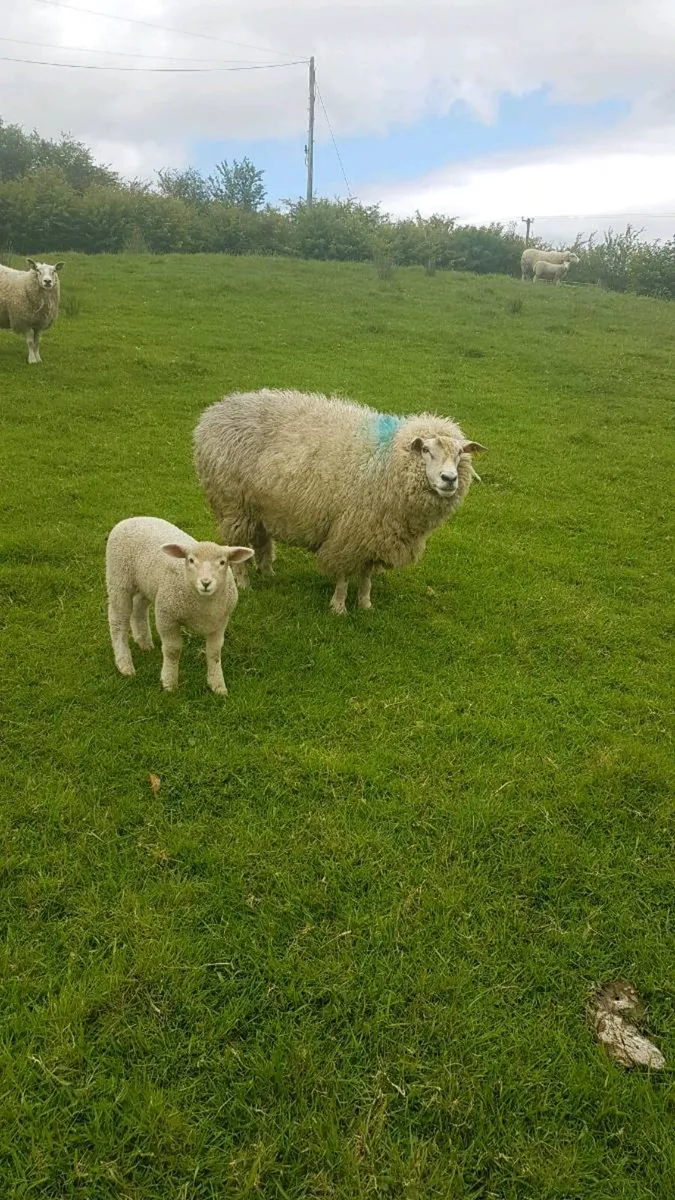 Pedigree galway ewe + ewe lamb - Image 1