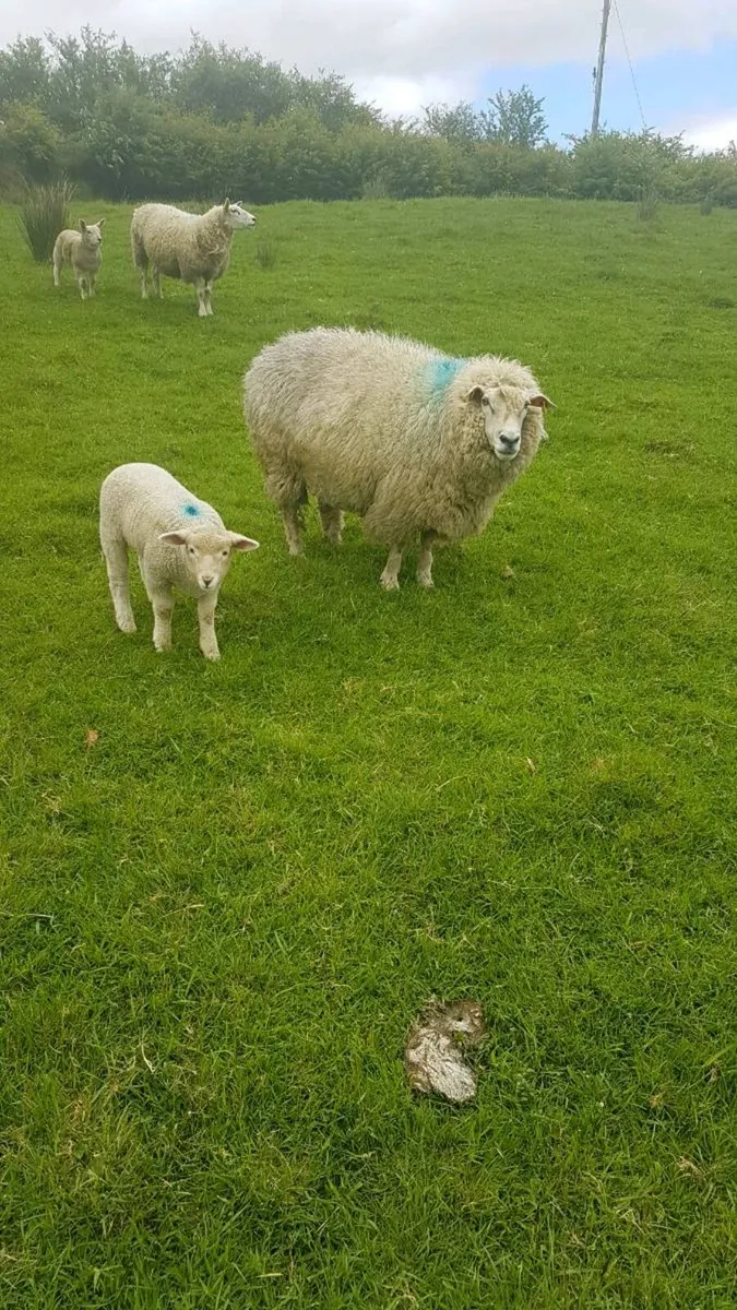 Pedigree galway ewe + ewe lamb - Image 2