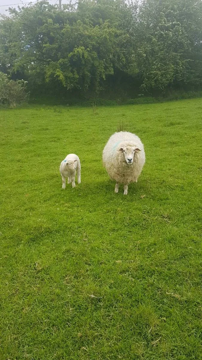 Pedigree galway ewe + ewe lamb - Image 3
