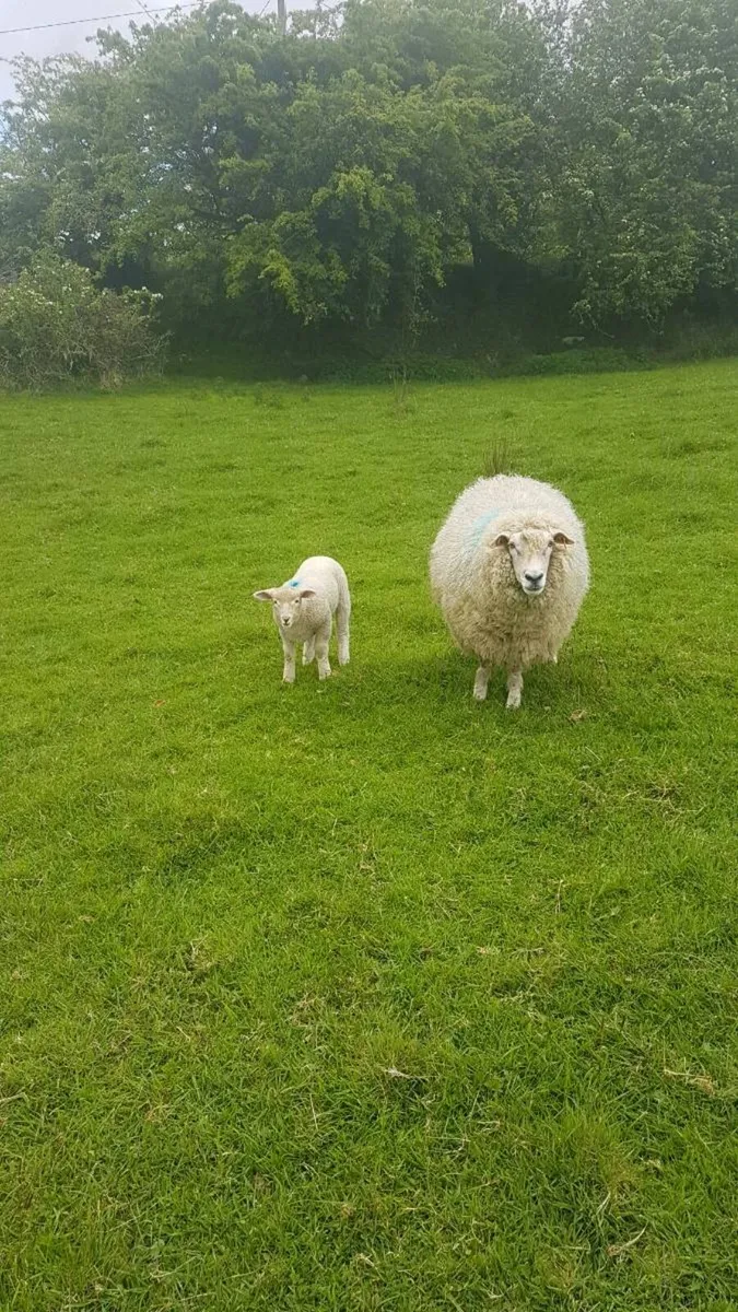 Pedigree galway ewe + ewe lamb - Image 4