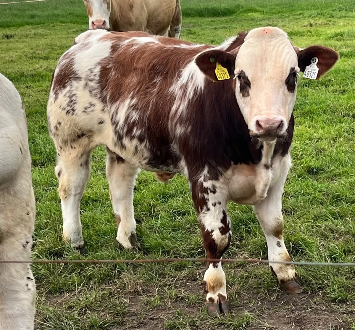 Weanling Bulls - Image 1
