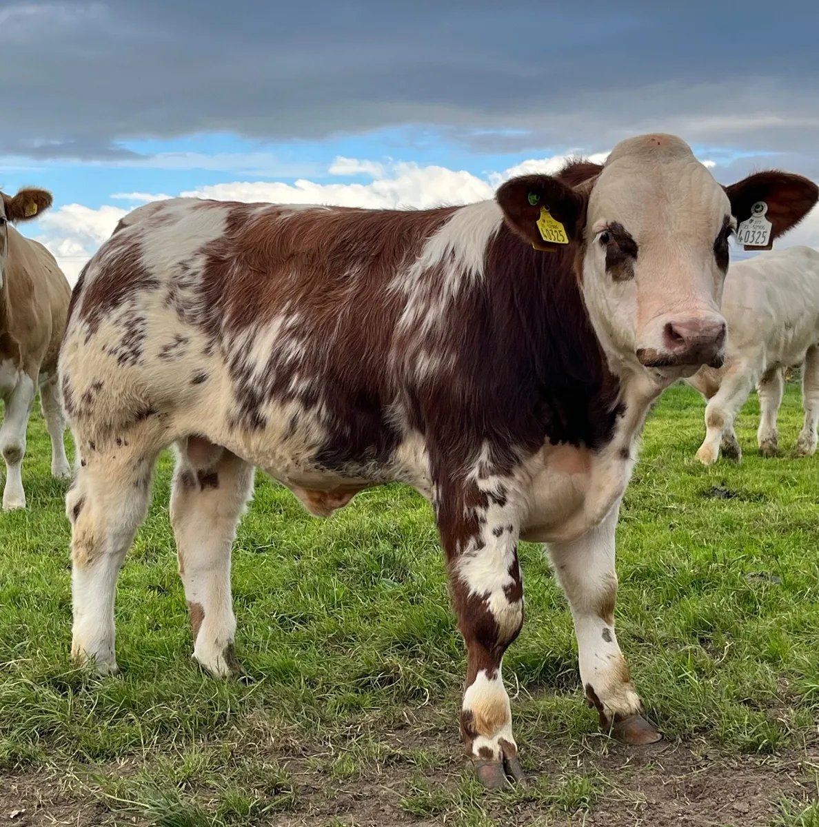 Weanling Bulls - Image 2