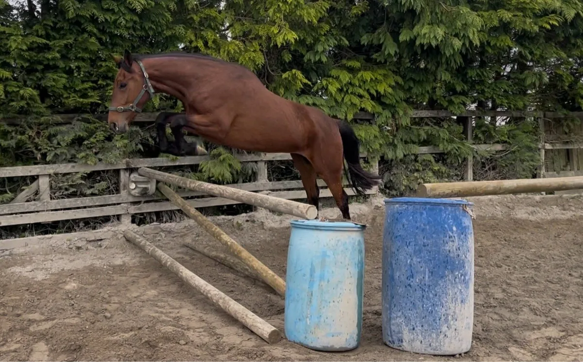 Big Athletic 4yo ISH by Billy Zeus - Image 2