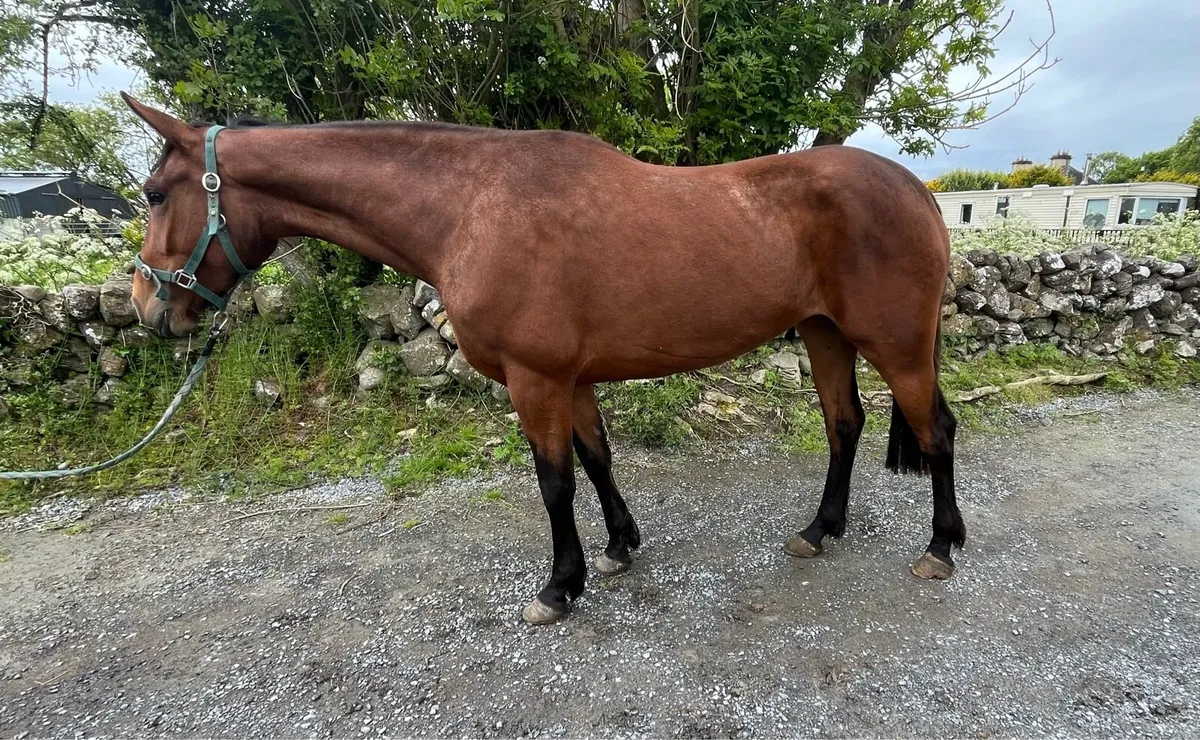 Big Athletic 4yo ISH by Billy Zeus - Image 4