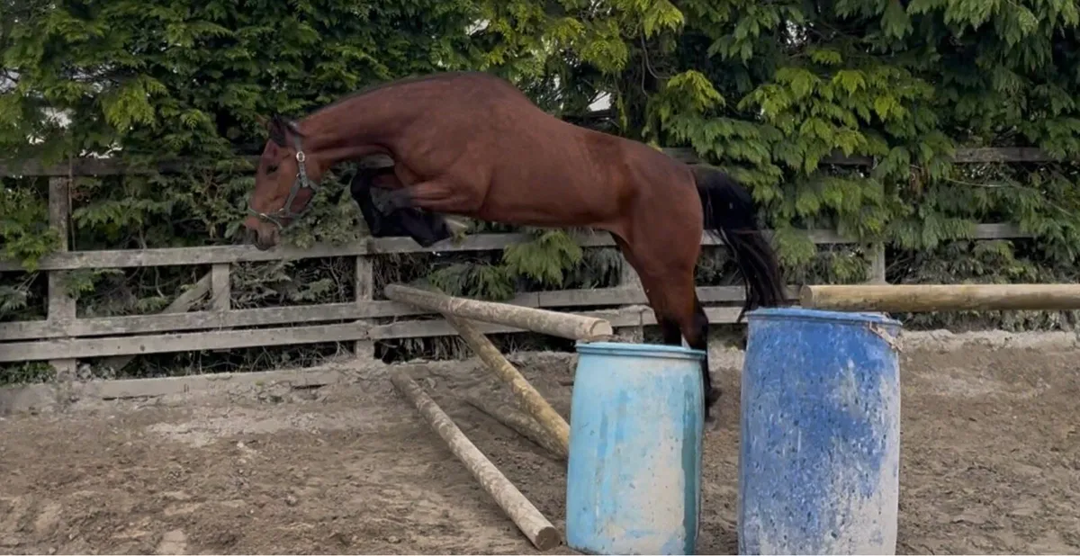 Big Athletic 4yo ISH by Billy Zeus - Image 1
