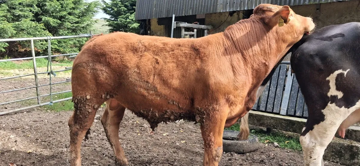 Super Pedigree Limousin Bull   🌟 🌟 🌟 🌟 🌟 - Image 1