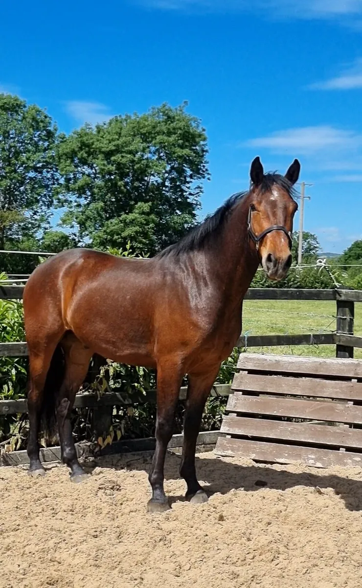 Quality Connamara ponies - Image 2