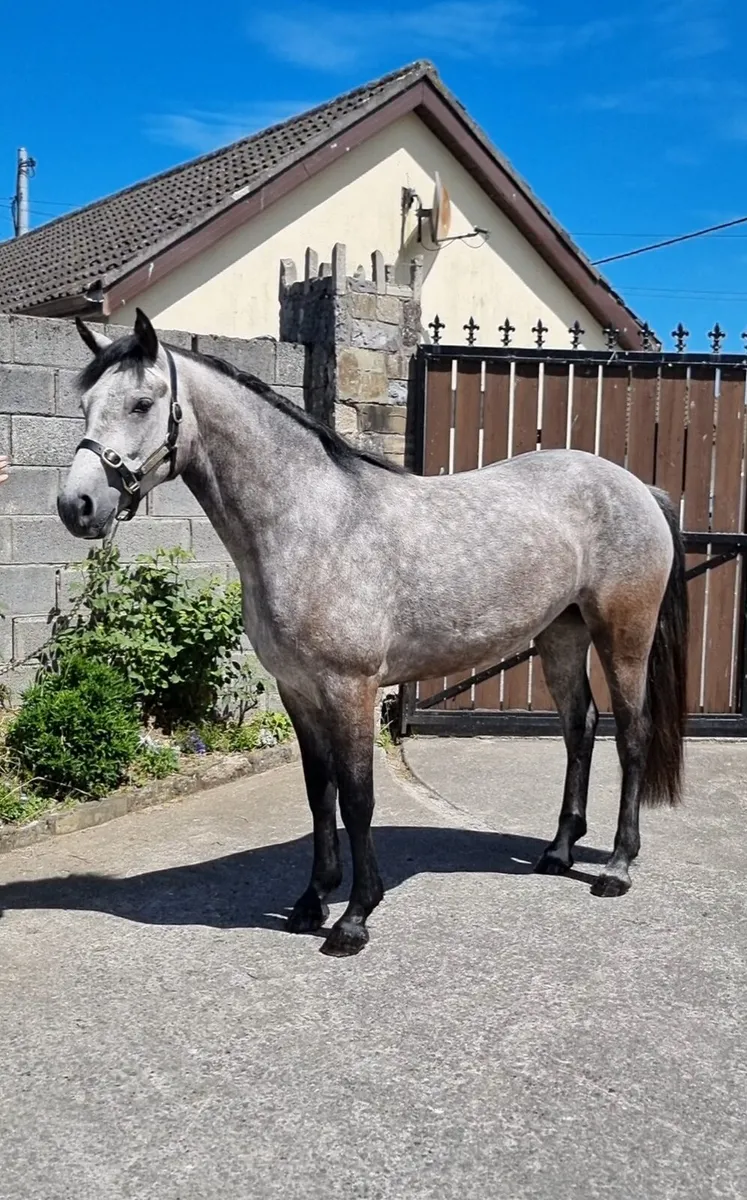 Quality Connamara ponies - Image 3