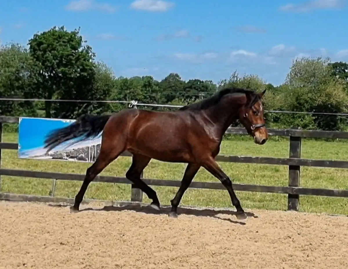Quality Connamara ponies - Image 1