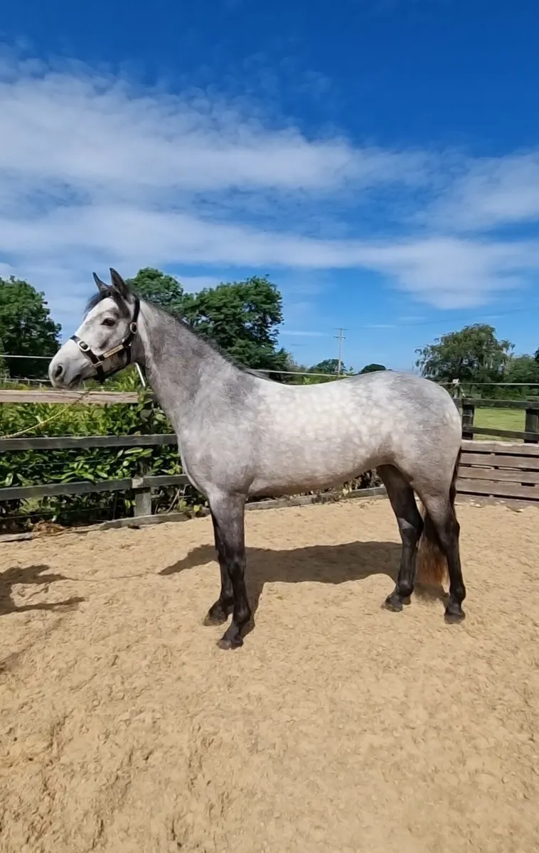 Quality Connamara ponies - Image 4