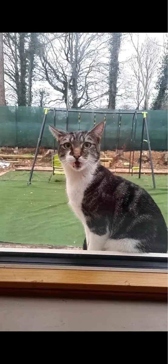Cat - Image 1