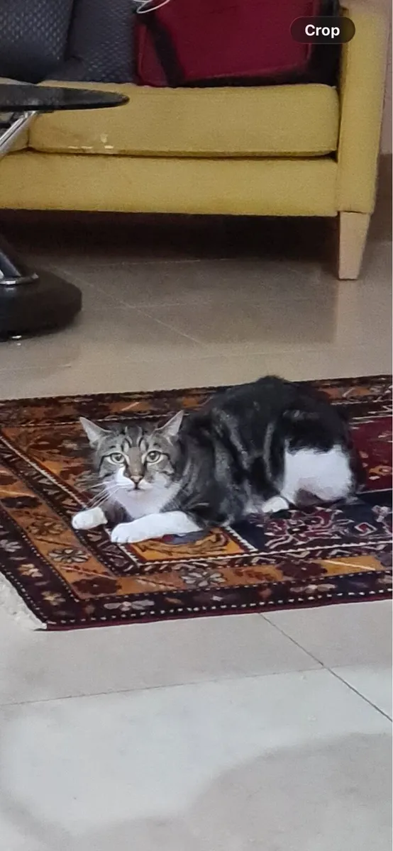 Cat - Image 2